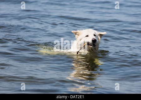 Weißer Schweizer Schäferhund abrufen einen Zweig aus dem Wasser Stockfoto