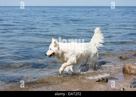 Weißer Schweizer Schäferhund abrufen einen Zweig aus dem Wasser Stockfoto