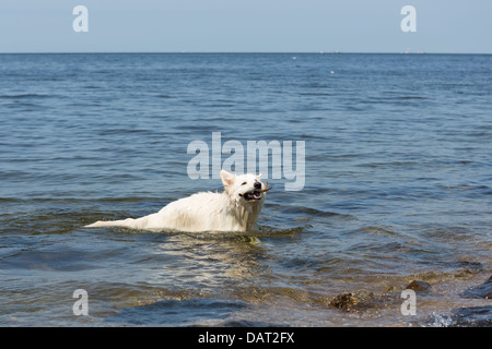 Weißer Schweizer Schäferhund bringt wieder einen Zweig aus dem Wasser Stockfoto