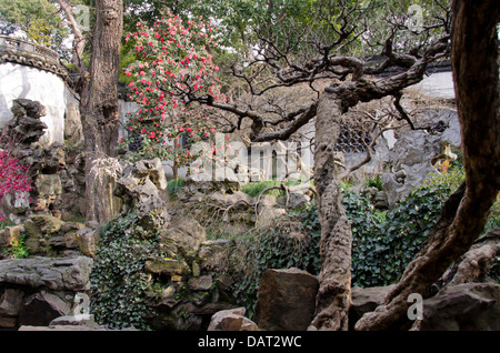 Chian, Shanghai. Ming Dynastie aus dem 16. Jahrhundert Yu Yuan Garten, blüht rosa Frühjahr am Baum. Stockfoto