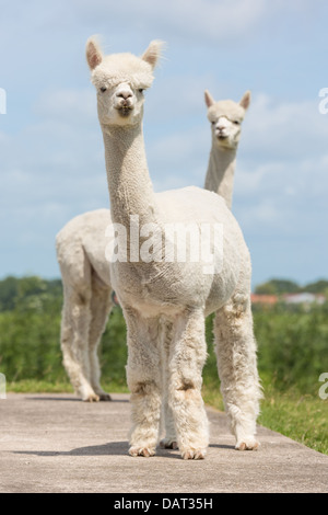 Zwei peruanische Alpakas in einem niederländischen Tierpark Stockfoto