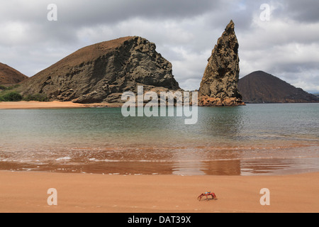 Sally Lightfoot Krabben, Pinnacle Rock, Bartolome Insel, Galapagos-Inseln, Ecuador Stockfoto