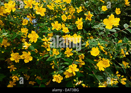 Rose Of Sharon Hypericum Calycinum Strauch Stockfoto