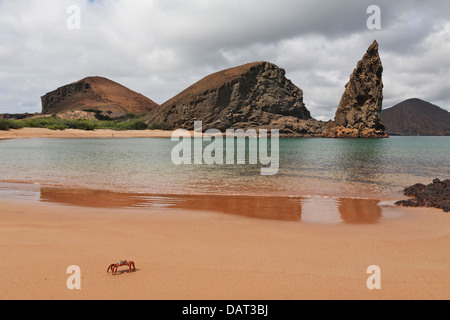 Sally Lightfoot Krabben, Pinnacle Rock, Bartolome Insel, Galapagos-Inseln, Ecuador Stockfoto