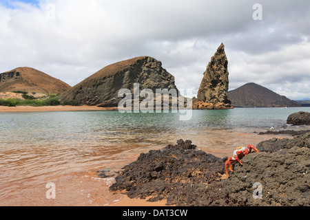 Sally Lightfoot Krabben, Pinnacle Rock, Bartolome Insel, Galapagos-Inseln, Ecuador Stockfoto