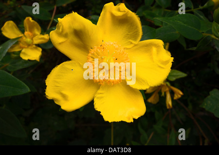 Blume Rose Of Sharon Hypericum Calycinum Strauch Stockfoto