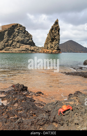 Sally Lightfoot Krabben, Pinnacle Rock, Bartolome Insel, Galapagos-Inseln, Ecuador Stockfoto