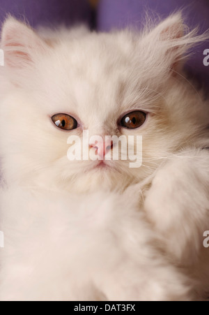 Entzückende weiße Perser Kätzchen Stockfoto