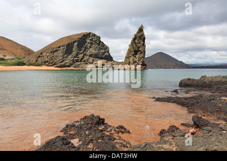 Sally Lightfoot Krabben, Pinnacle Rock, Bartolome Insel, Galapagos-Inseln, Ecuador Stockfoto