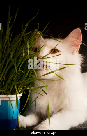 Katze und Weizen Stockfoto