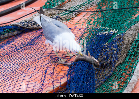 Möwe versuchen, einen kleinen Hai essen Stockfoto