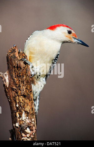 Männliche Rotbauch-Specht am Haken Stockfoto