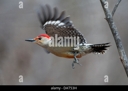 Männliche Rotbauch-Specht im Flug Stockfoto