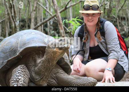 Galapagos Schildkröte, Riesenschildkröten, Chelonoidis Nigra, Floreana Insel, Galapagos-Inseln, Ecuador Stockfoto