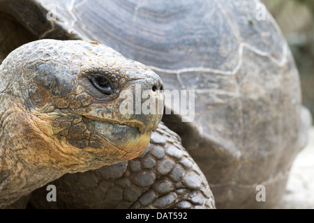 Galapagos Schildkröte, Riesenschildkröten, Chelonoidis Nigra, Floreana Insel, Galapagos-Inseln, Ecuador Stockfoto