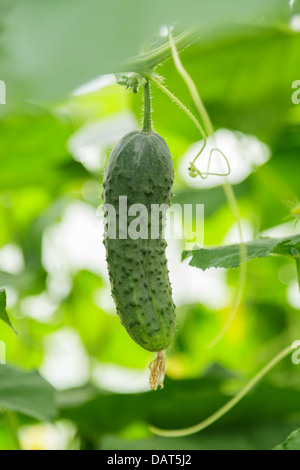 frische Gewächshaus Gurken hängen, Pflanze, Bio-Lebensmittel Stockfoto