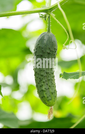 frische Gewächshaus Gurken hängen, Pflanze, Bio-Lebensmittel Stockfoto