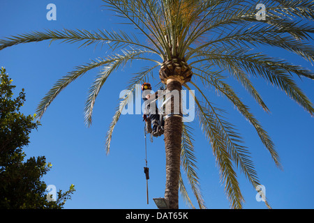 Baumpfleger, die Arbeit mit Kettensäge und vollständige Schutzausrüstung an einer Palme Stockfoto