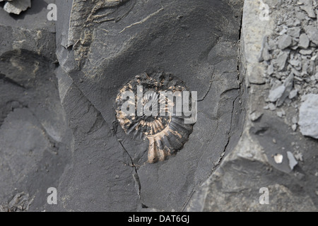 Ammoniten-Arten (Aegoceras Lataecosta) Stockfoto