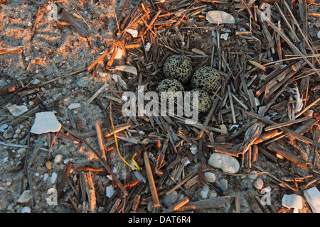 4 Killdeer Eiern getarnt in seichten Strand kratzen nest Stockfoto