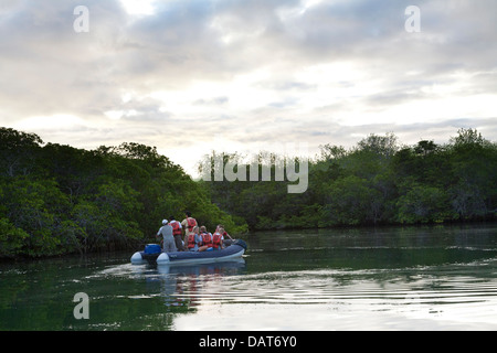 Beiboot Ausflug, Black Turtle Cove, Santa Cruz Insel, Galapagos-Inseln, Ecuador Stockfoto