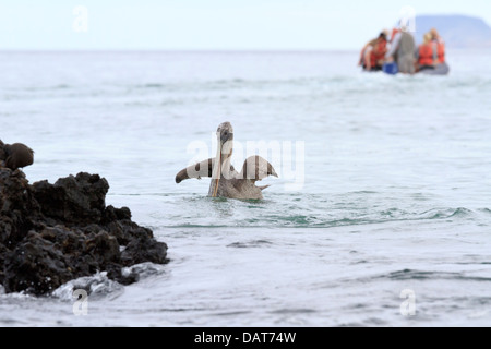 Beiboot Ausflug, brauner Pelikan, Pelecanus Occidentalis, Black Turtle Cove, Santa Cruz Insel, Galapagos-Inseln, Ecuador Stockfoto