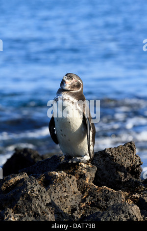 Galápagos-Pinguin, Spheniscus Mendiculus, Bartolome Insel, Galapagos-Inseln, Ecuador Stockfoto