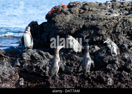 Galápagos-Pinguin, Spheniscus Mendiculus, Bartolome Insel, Galapagos-Inseln, Ecuador Stockfoto