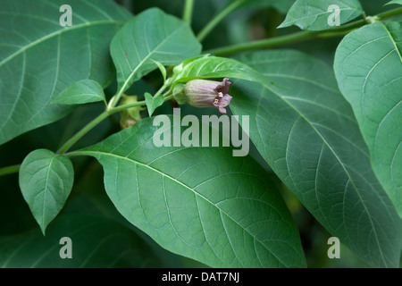 Atropa Belladonna Blume Stockfoto