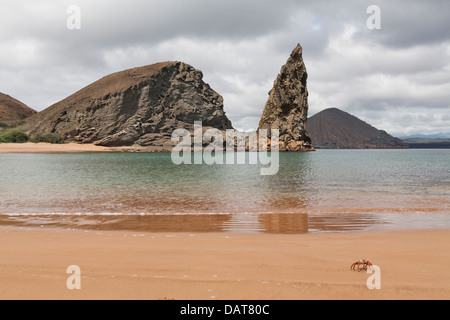 Sally Lightfoot Krabben, Pinnacle Rock, Bartolome Insel, Galapagos-Inseln, Ecuador Stockfoto