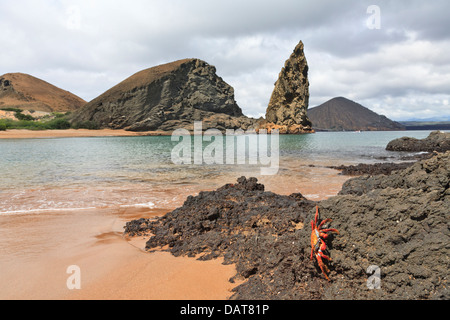 Sally Lightfoot Krabben, Pinnacle Rock, Bartolome Insel, Galapagos-Inseln, Ecuador Stockfoto