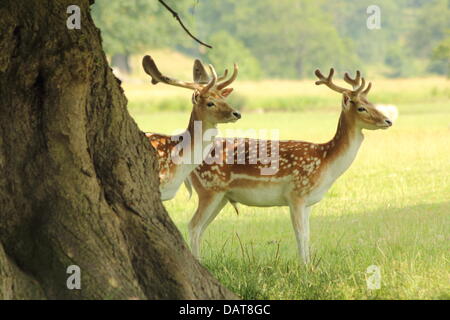 Eine männliche und weibliche Damwild pause unter einem Baum in der Parklandschaft, dass umgibt Chatsworth House im Herzen von Derbyshires Peak District, England UK - Sommer Stockfoto