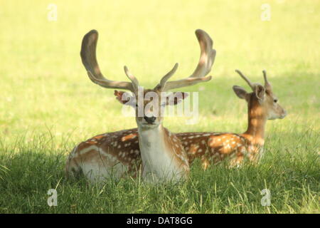 Eine männliche und weibliche Damwild (Dama Dama) ruhen in einer Parklandschaft, dass rund um Chatsworth House im Herzen von Derbyshires Peak District National Park, England, UK - Sommer Stockfoto