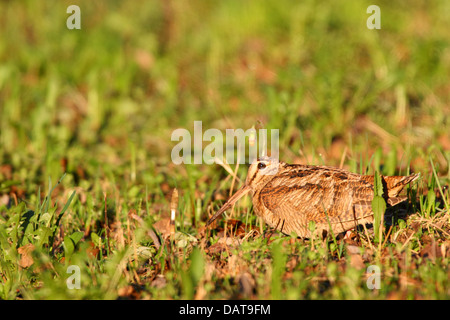 Versteck Waldschnepfe (Scolopax Rusticola), Europa Stockfoto