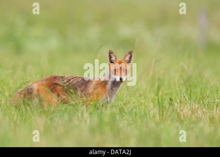 Erwachsenen Rotfuchs (Vulpes Vulpes) im Sommerfell. Stockfoto