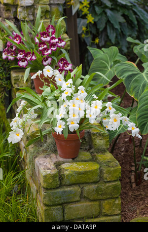 Stiefmütterchen-Orchideen oder Miltonia hybride Orchideen im Freien. Stockfoto