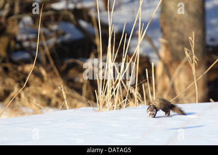 Wilde Europäische Iltis (Mustela Putorius). Europa Stockfoto