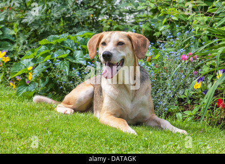 Porträt von ein Foxhound Beagle Kreuz im Garten Stockfoto