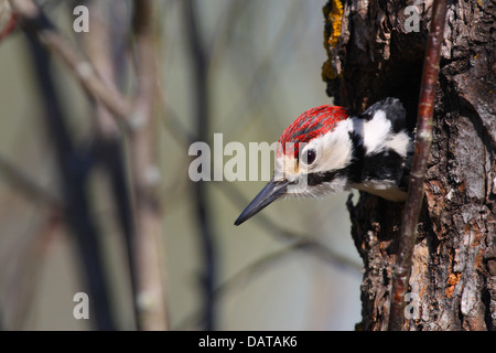 Weißrückenspecht Specht (Dendrocopos Leucotos) aus seinem Verschachtelung Loch heraus spähen. Europa Stockfoto