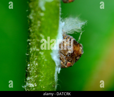 Makroaufnahme eines Insekts Leafhopper thront auf einem Stiel Grünpflanze. Stockfoto