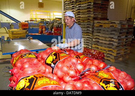 Arbeiter bewegt sich verpackte Zwiebeln in Nyssa, Oregon, USA. Stockfoto