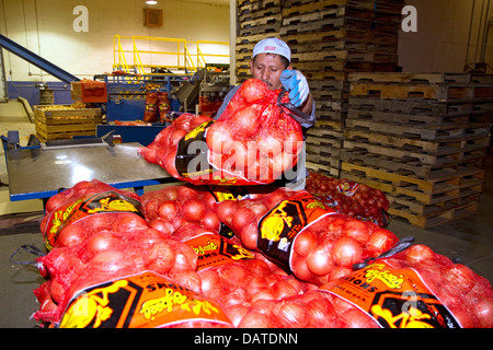 Arbeiter bewegt sich verpackte Zwiebeln in Nyssa, Oregon, USA. Stockfoto