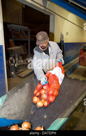 Arbeiter bewegt sich verpackte Zwiebeln in Nyssa, Oregon, USA. Stockfoto