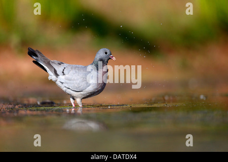 Hohltaube Columba Oenas, einziger Vogel durch Wasser, Warwickshire, Juli 2013 Stockfoto