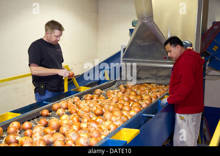 Arbeiter sortieren, Grade und Paket-Zwiebeln in Nyssa, Oregon, USA. Stockfoto