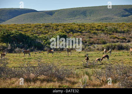 Bontebok und gemeinsame Eland (Damaliscus Pygargus Pygarus) (Tauro Oryx), De Hoop Nature Reserve, Western Cape, Südafrika Stockfoto