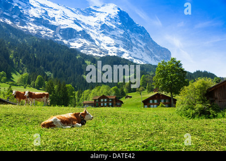 Schöne Schweiz Kühe mit Tasse Schneeberg im Hintergrund Stockfoto