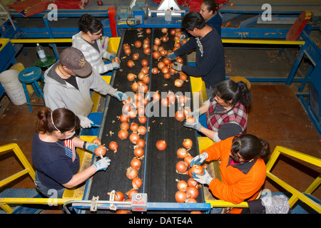 Arbeiter sortieren, Grade und Paket-Zwiebeln in Nyssa, Oregon, USA. Stockfoto