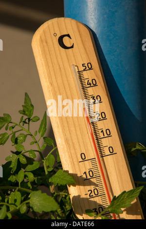 Thermometer mit Grüne Pflanze bei Sommerhitze Wetter Stockfoto