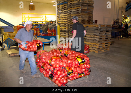 Arbeiter einziehen verpackte Zwiebeln Nyssa, Oregon, USA. Stockfoto